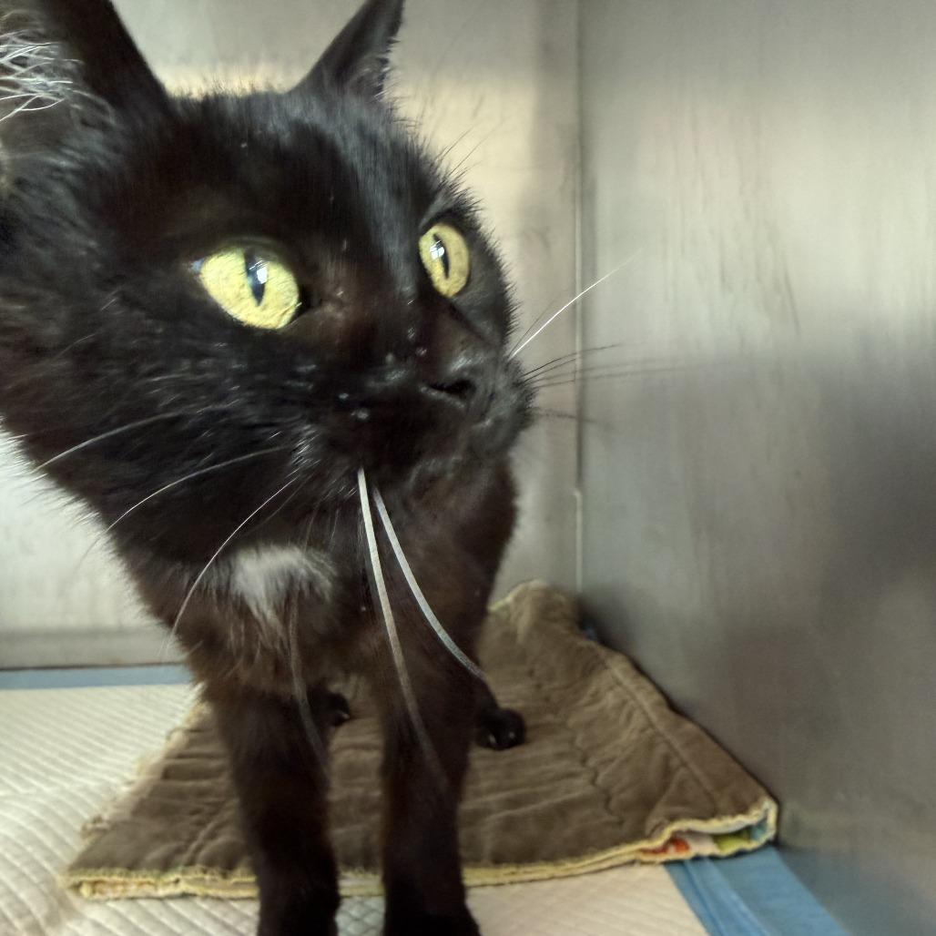 Enlarge Jackie, a Adoptable Domestic Medium Hair in Ponca City, OK image 3/4