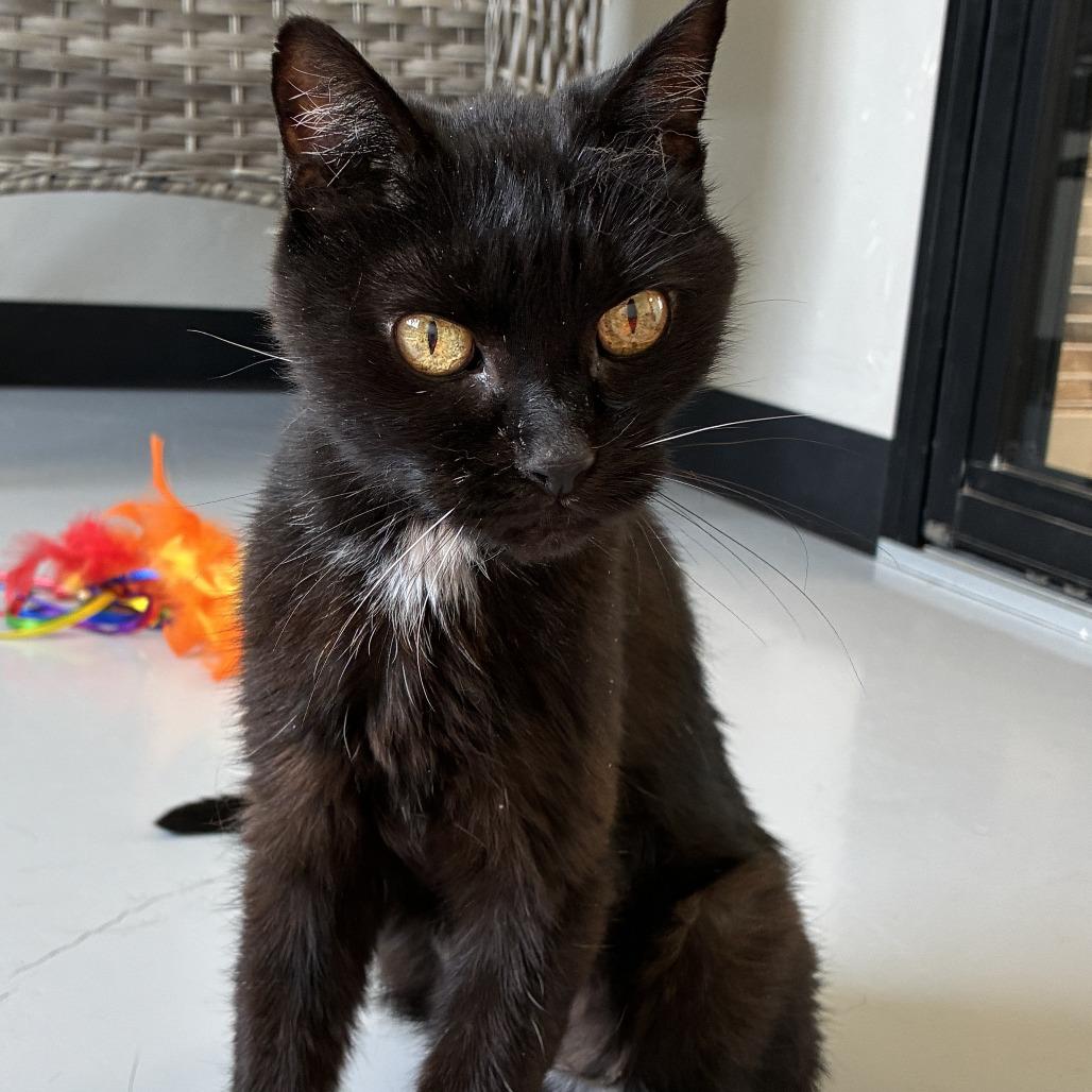 Enlarge Jackie, a Adoptable Domestic Medium Hair in Ponca City, OK image 4/4