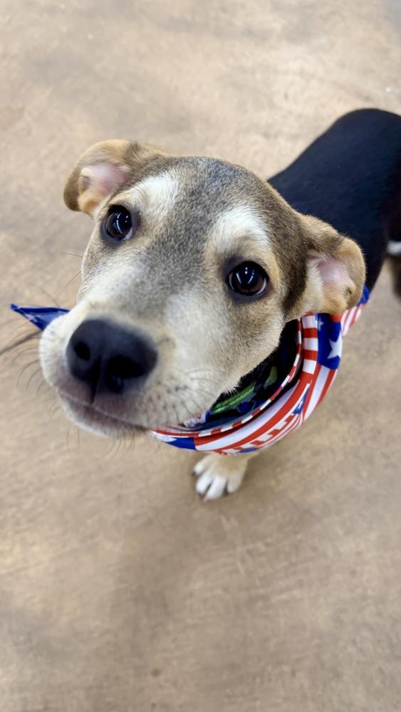 CADBURY, a Adoptable mixed breed in Thornton, CO image 2/6