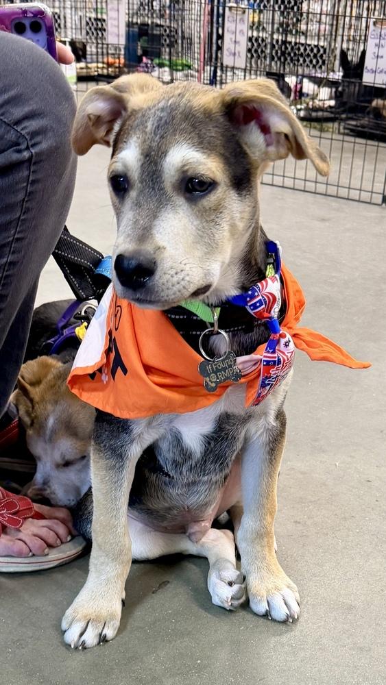 CADBURY, a Adoptable mixed breed in Thornton, CO image 3/6
