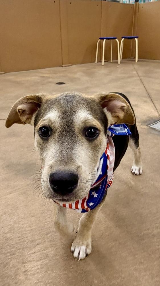 CADBURY, a Adoptable mixed breed in Thornton, CO image 5/6