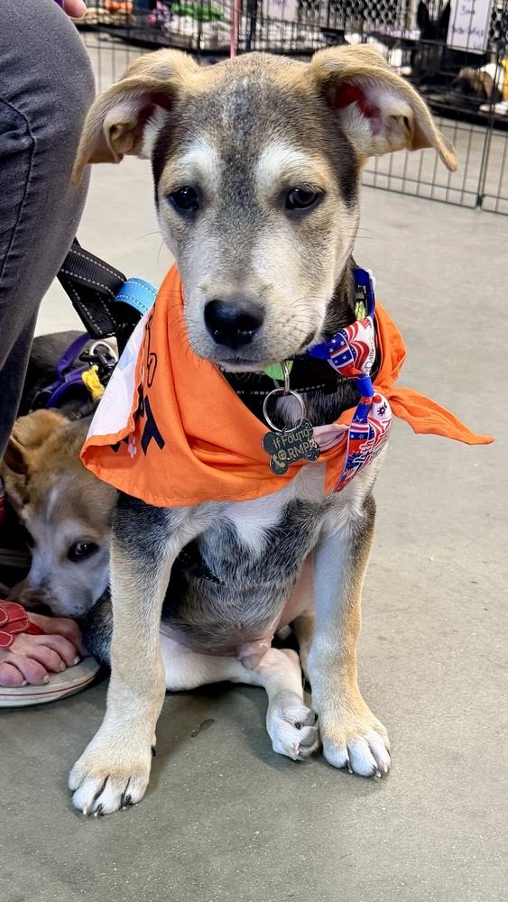 CADBURY, a Adoptable mixed breed in Thornton, CO image 6/6