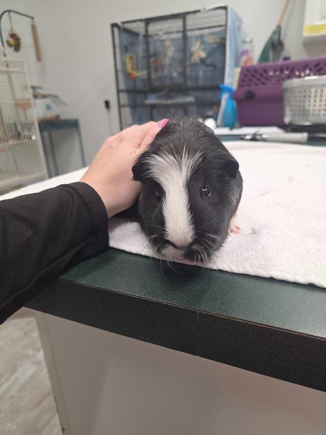 Taco, Adoptable, Young Male Guinea Pig.