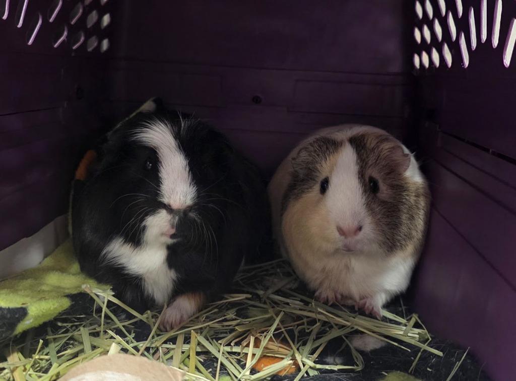 Enlarge Taco, a Adoptable Guinea Pig in CRYSTAL LAKE, IL image 2/4