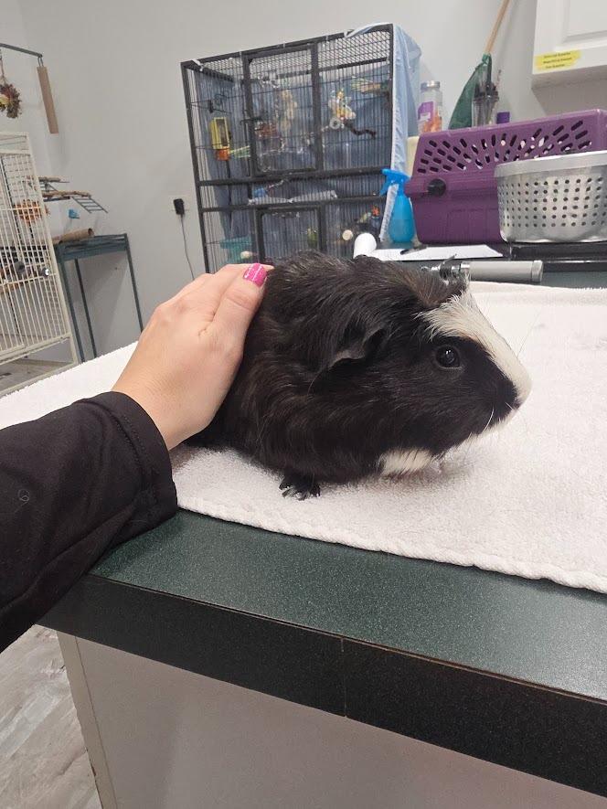 Enlarge Taco, a Adoptable Guinea Pig in CRYSTAL LAKE, IL image 3/4