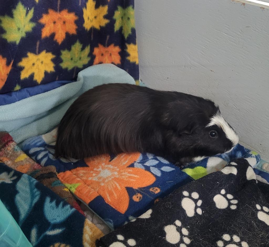 Enlarge Taco, a Adoptable Guinea Pig in CRYSTAL LAKE, IL image 4/4