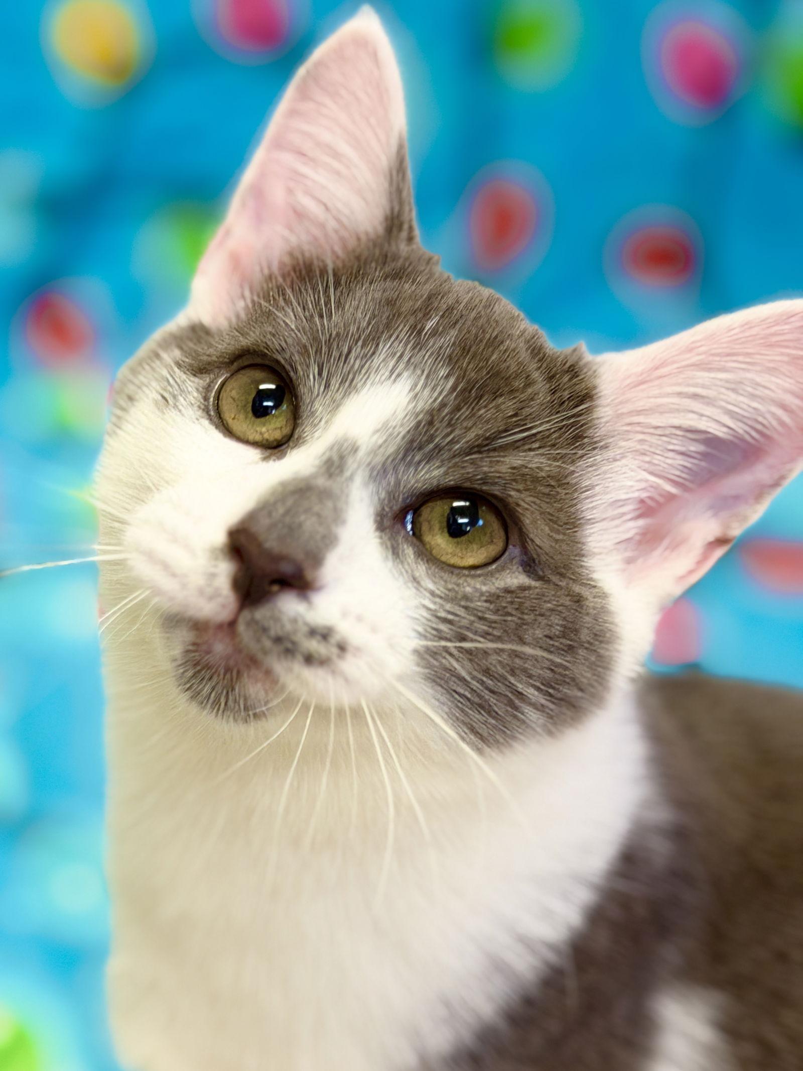 Nick, Adoptable, Kitten Male Domestic Short Hair.