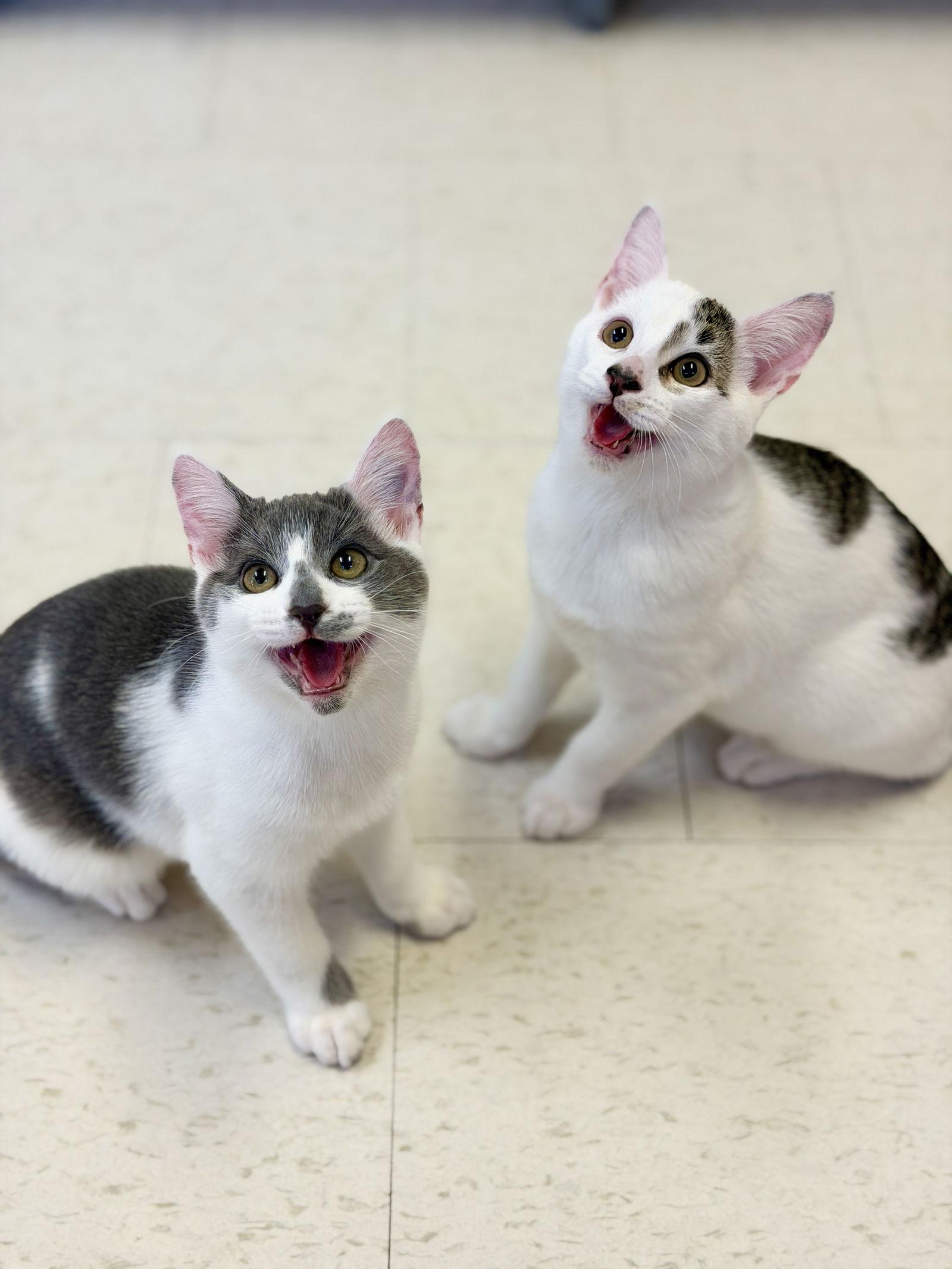 Enlarge Nick, a Adoptable Domestic Short Hair in West Cornwall, CT image 2/3