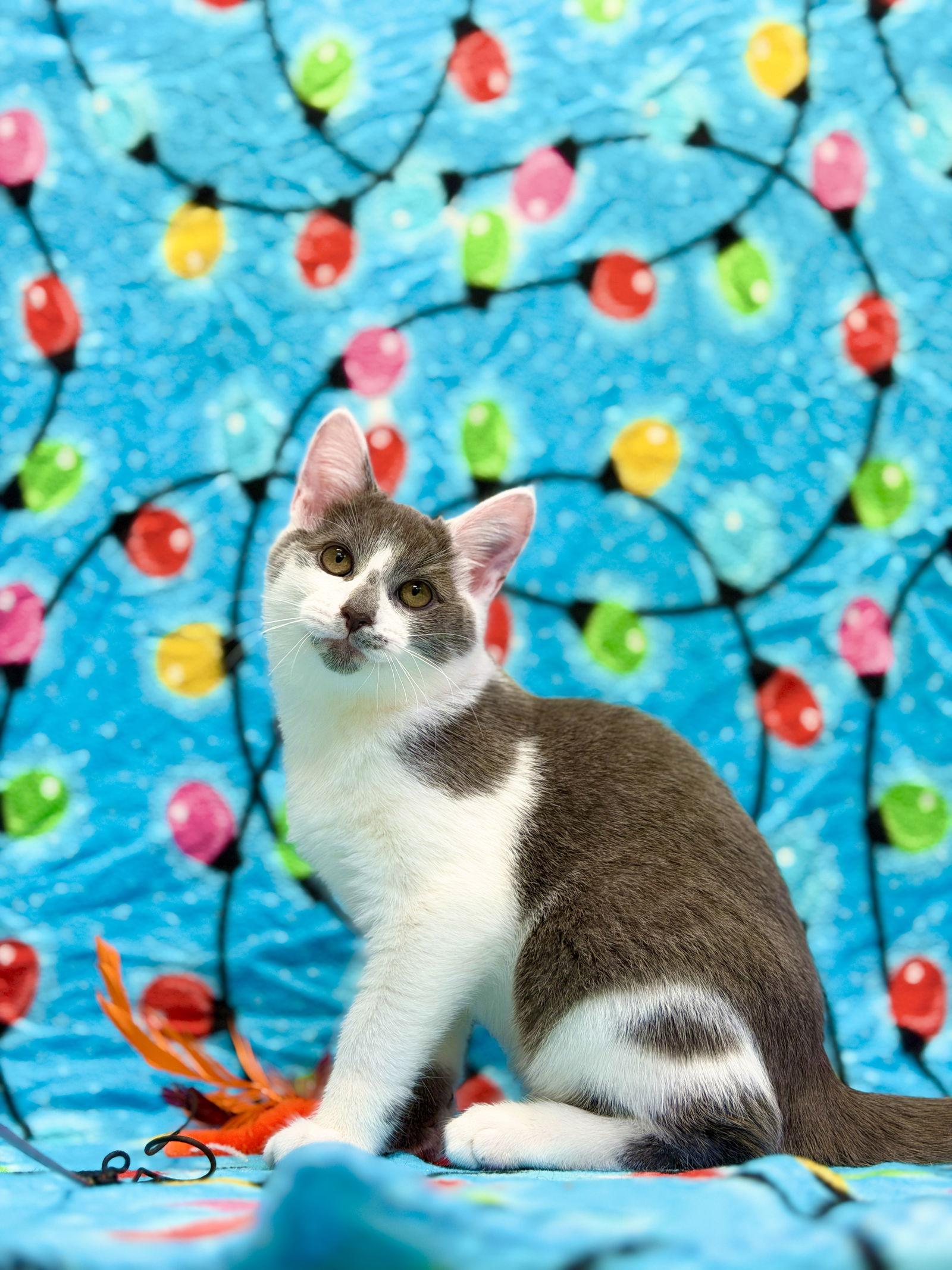 Enlarge Nick, a Adoptable Domestic Short Hair in West Cornwall, CT image 3/3