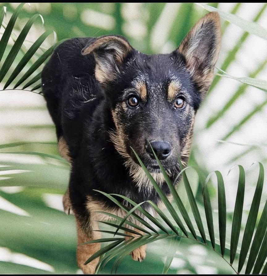 Evan & Owen, a ADOPTABLE mixed breed in Pocatello, ID image 3/3