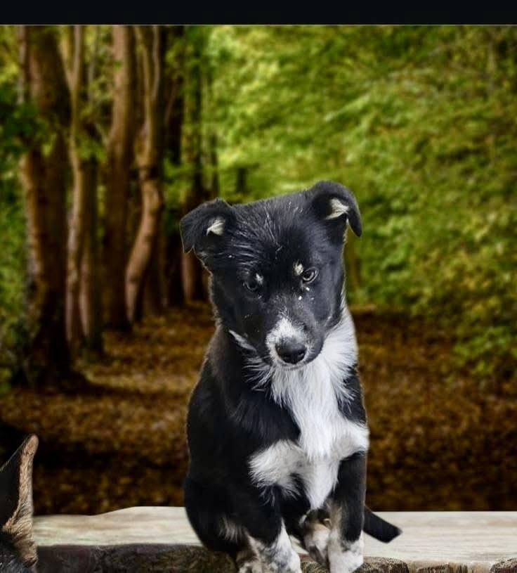 Evan & Owen, a ADOPTABLE mixed breed in Pocatello, ID image 2/3