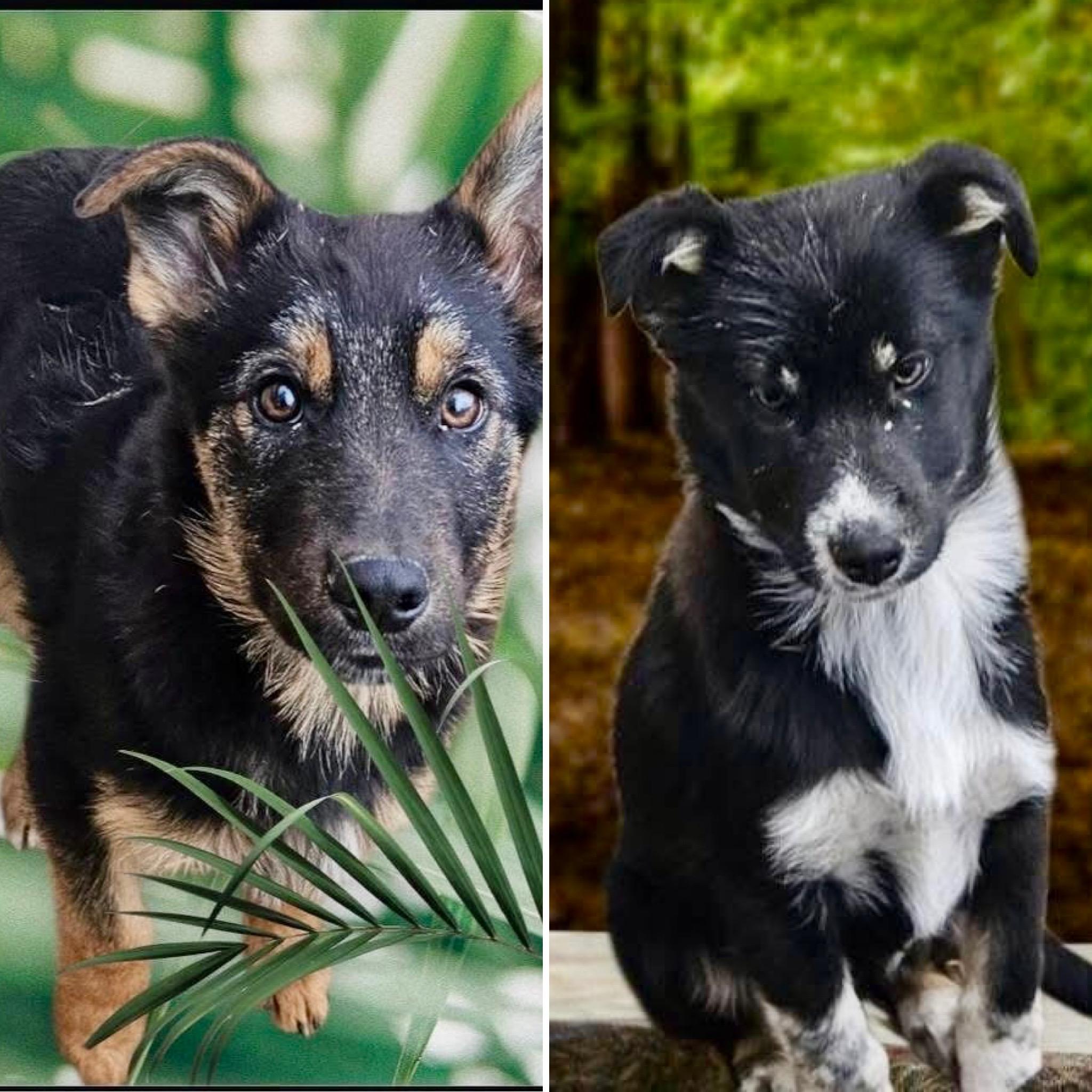 Evan & Owen, ADOPTABLE, Puppy Male Shepherd & Husky.