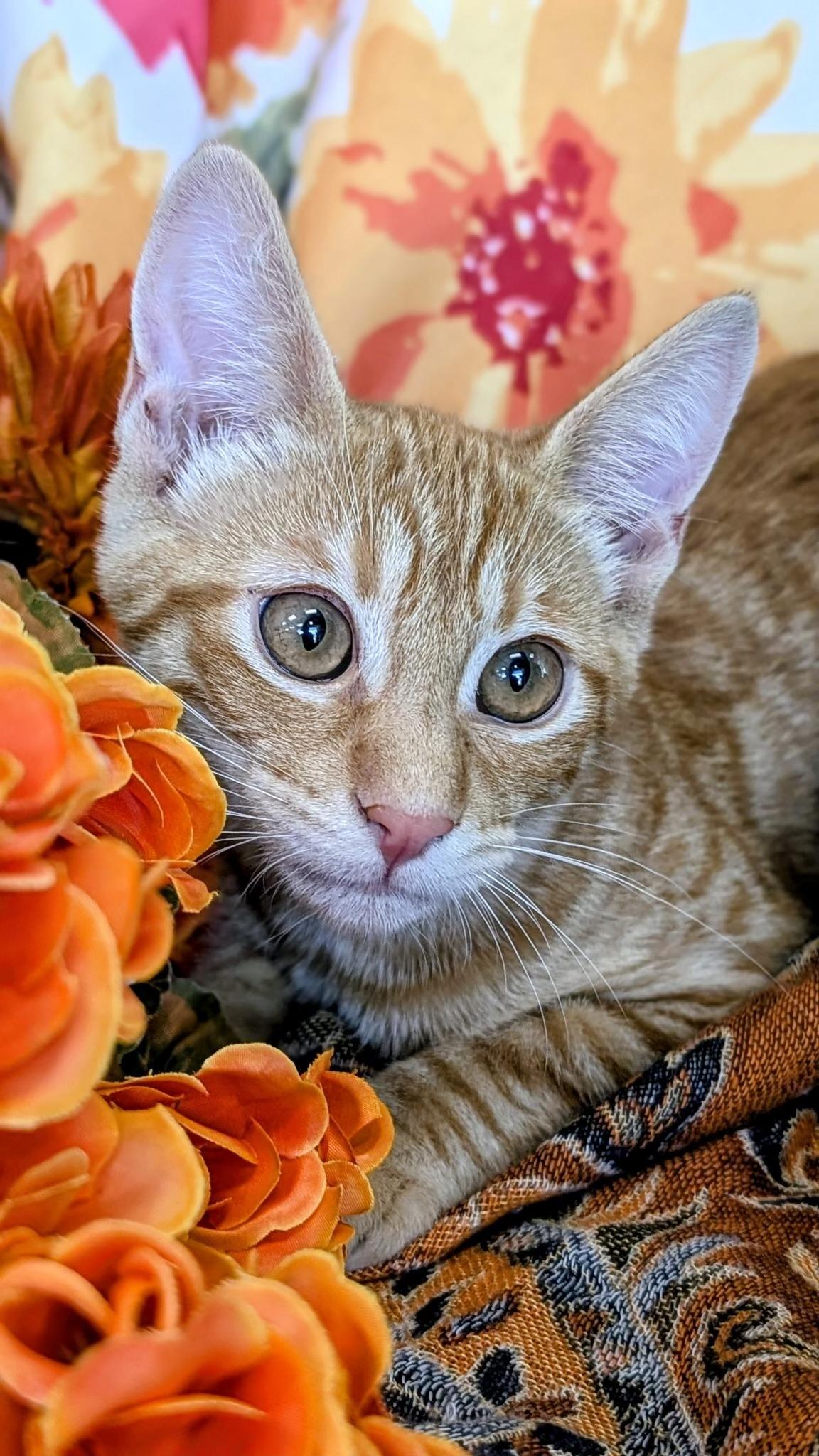 Enlarge Nehi, a Adoptable Domestic Short Hair in Petaluma, CA image 1/5