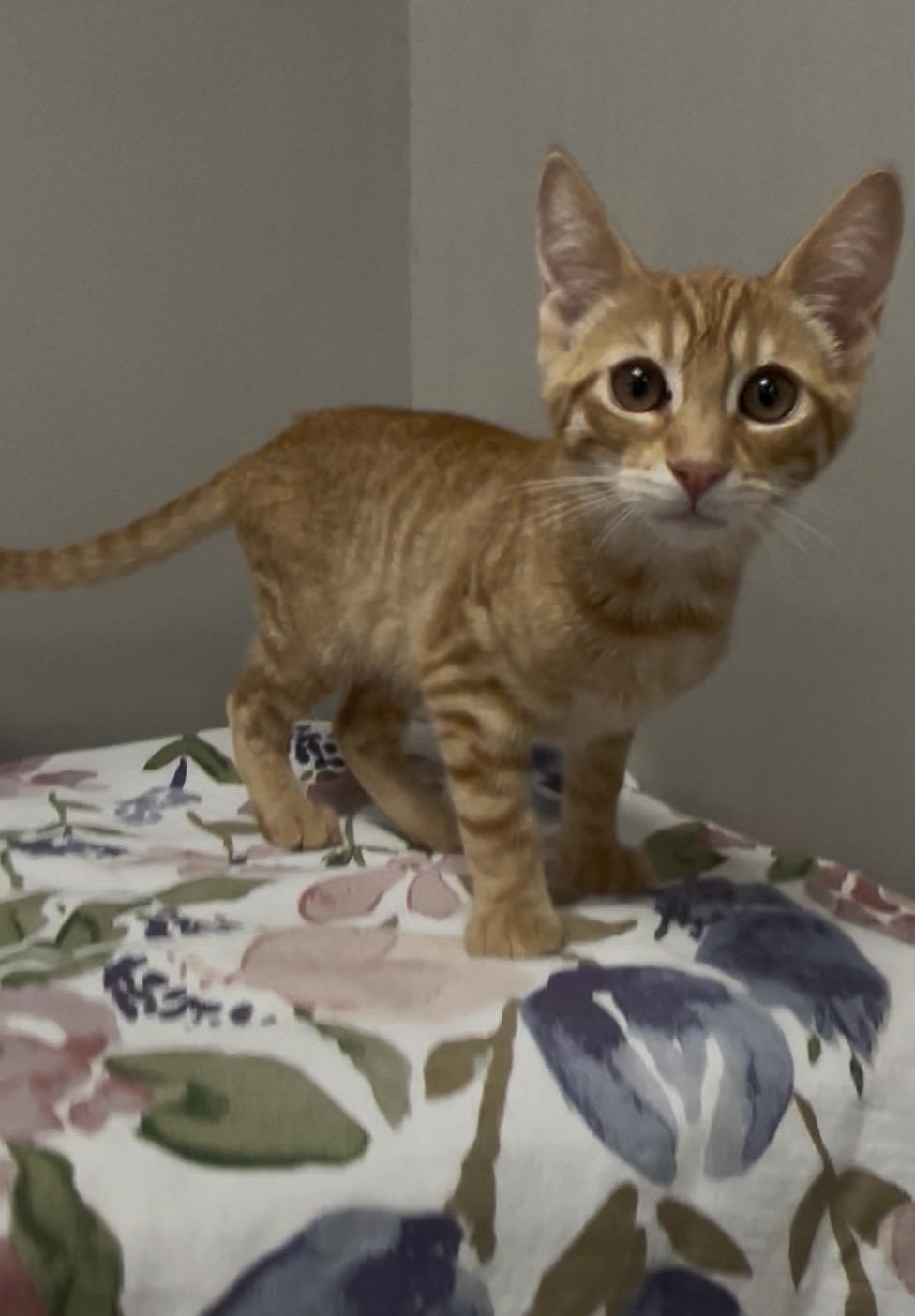Enlarge Nehi, a Adoptable Domestic Short Hair in Petaluma, CA image 5/5