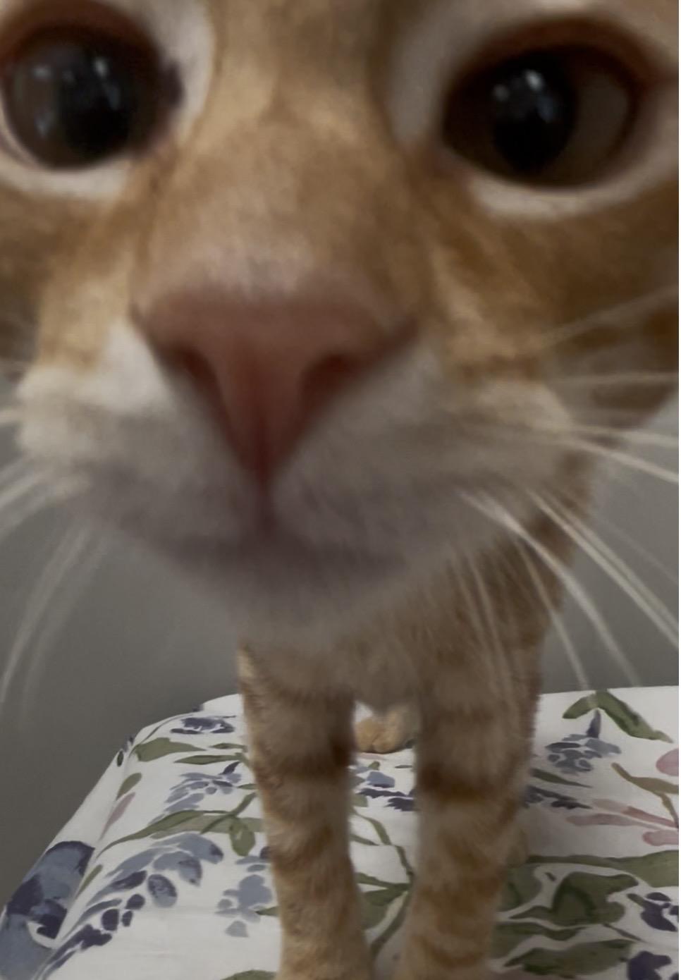 Enlarge Nehi, a Adoptable Domestic Short Hair in Petaluma, CA image 4/5