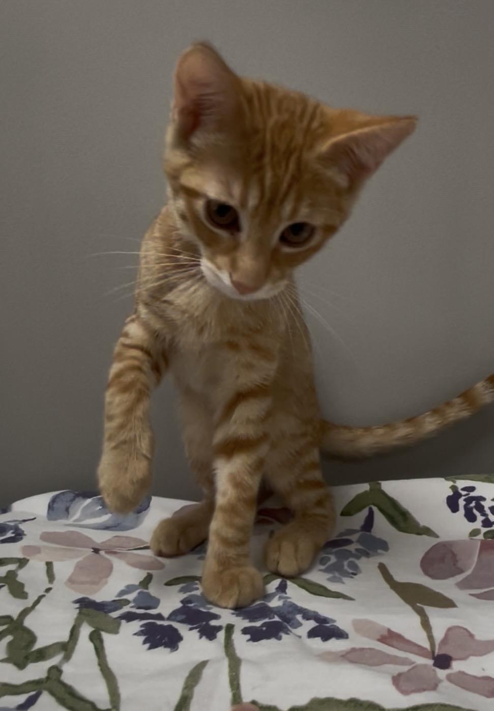 Enlarge Nehi, a Adoptable Domestic Short Hair in Petaluma, CA image 3/5
