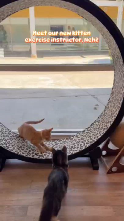 Enlarge Nehi, a Adoptable Domestic Short Hair in Petaluma, CA video 2/5