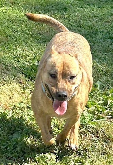 Poppy, a Adoptable mixed breed in Mount Airy, NC image 1/5