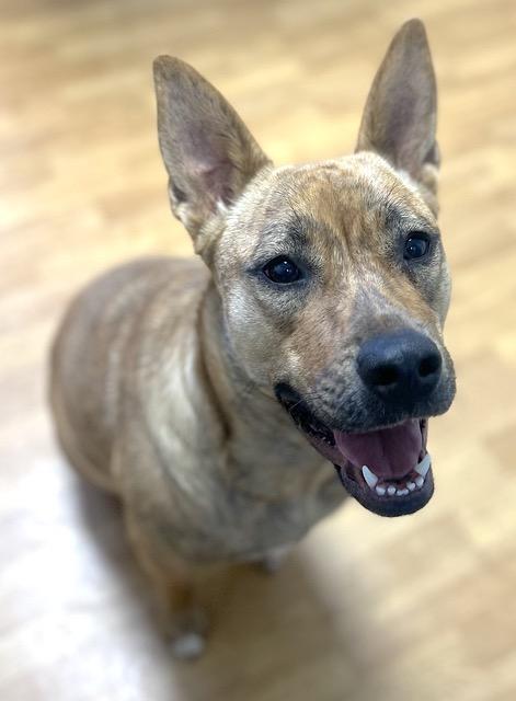 Poppy, a Adoptable mixed breed in Mount Airy, NC image 5/5