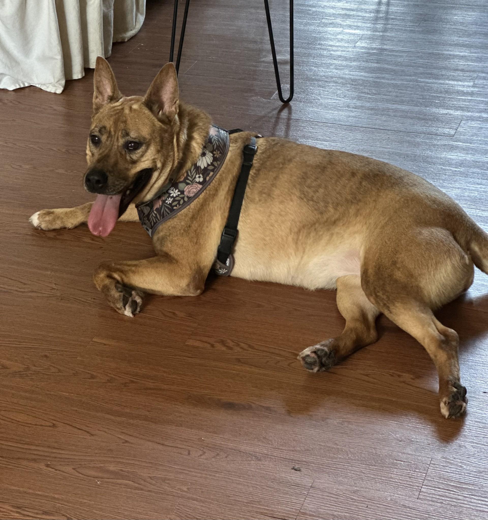 Poppy, a Adoptable mixed breed in Mount Airy, NC image 4/5