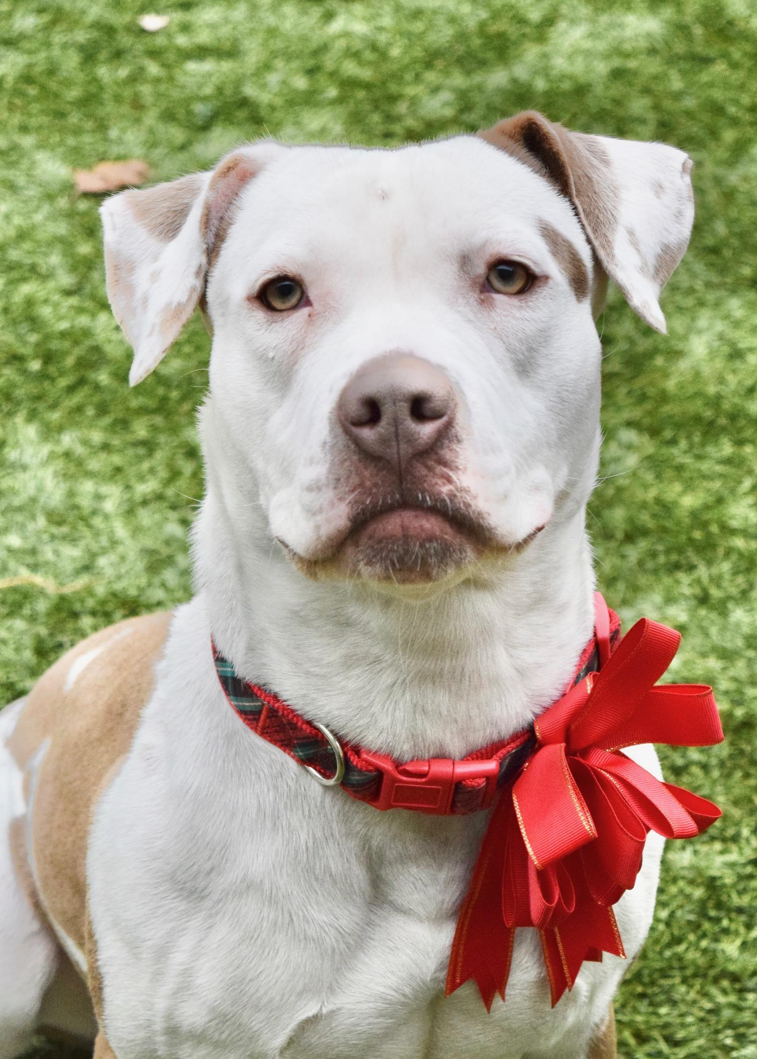 Enlarge Annie, a Adoptable Pit Bull Terrier in Dublin, CA image 1/6