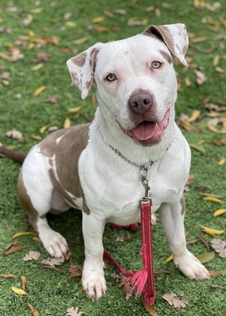 Annie, a Adoptable Pit Bull Terrier image 3/6