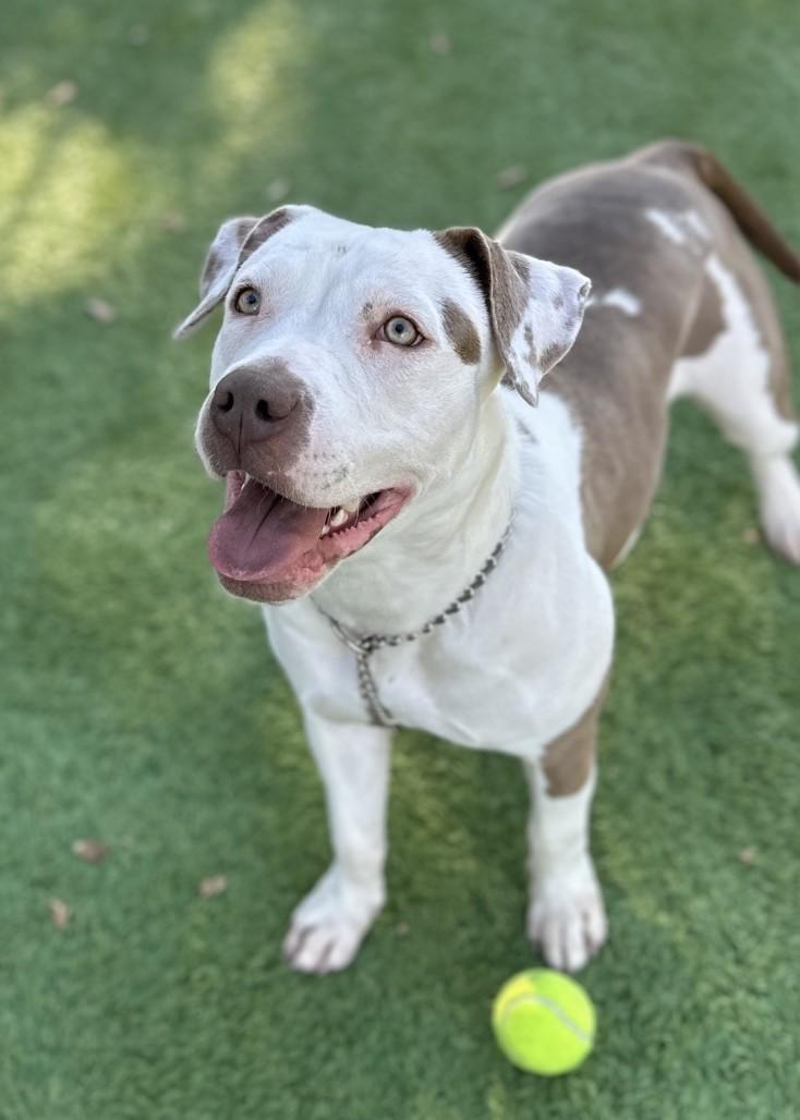 Annie, a Adoptable Pit Bull Terrier image 4/6