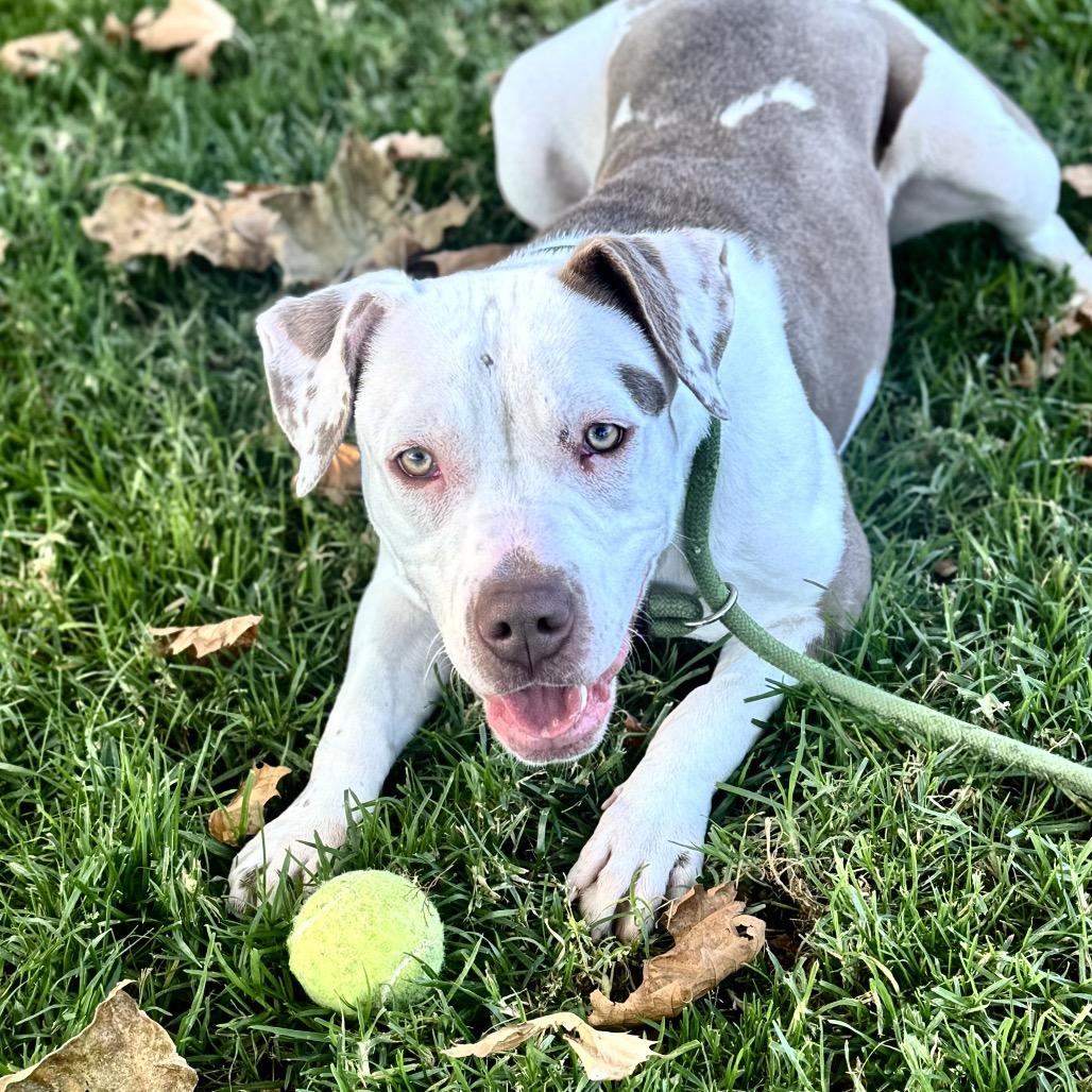 Annie, a Adoptable Pit Bull Terrier image 2/6