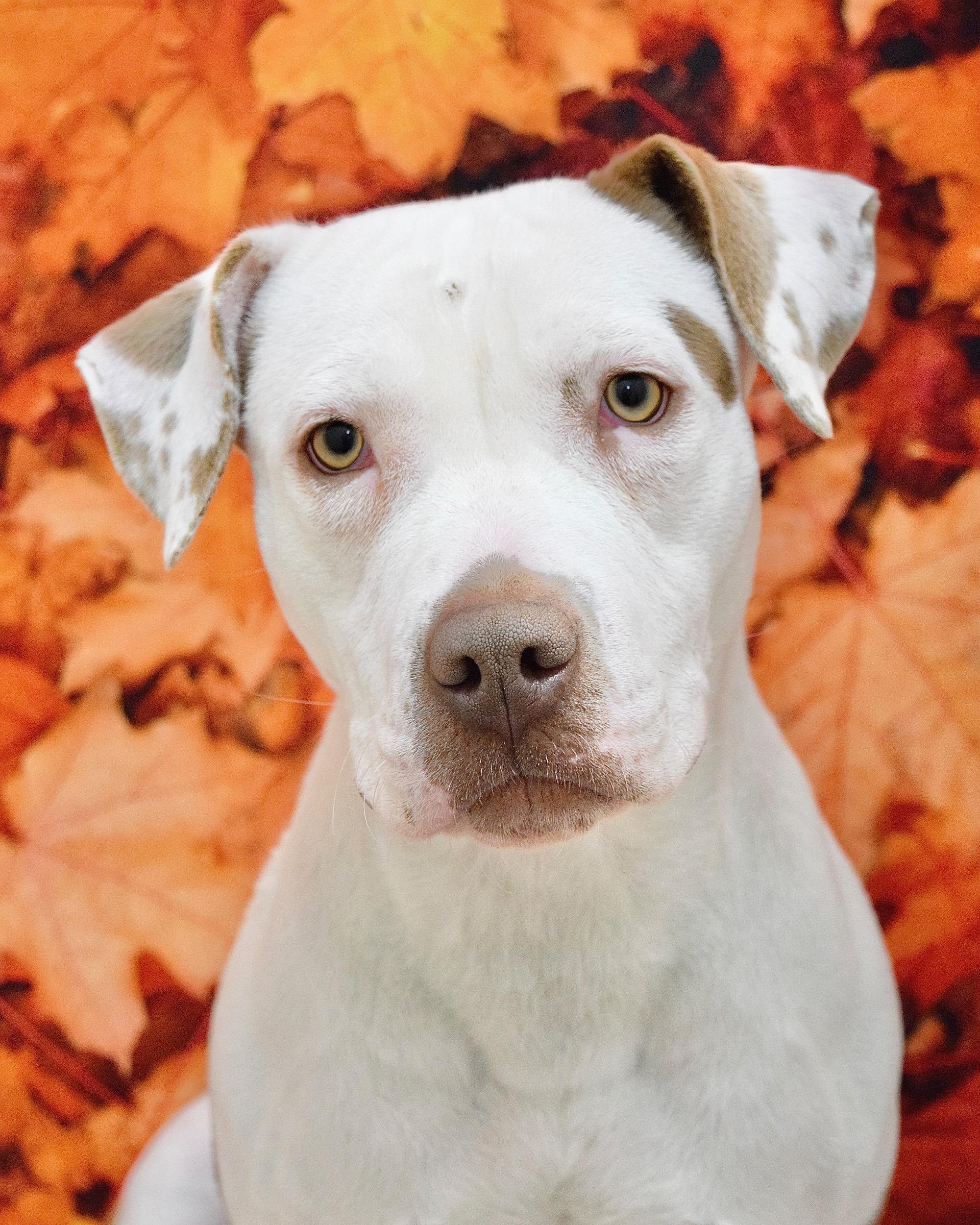 Annie, Adoptable, Young Female Pit Bull Terrier.