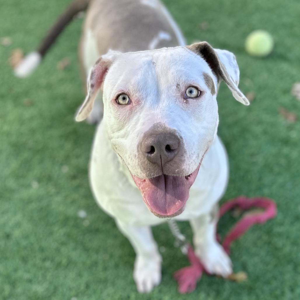 Annie, a Adoptable Pit Bull Terrier image 5/6