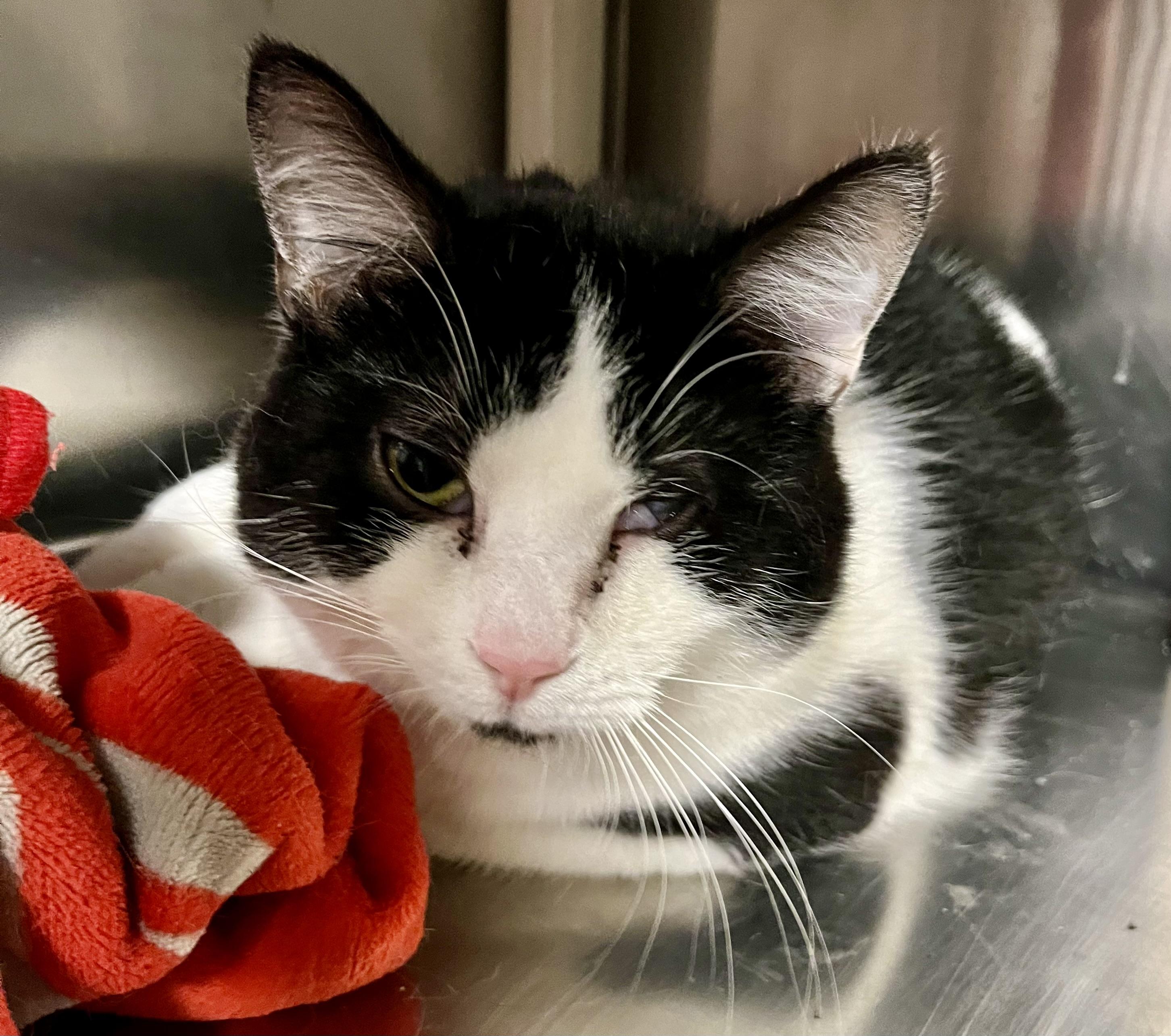 Georgie, an adoptable Domestic Short Hair in Seville, OH image 2/2
