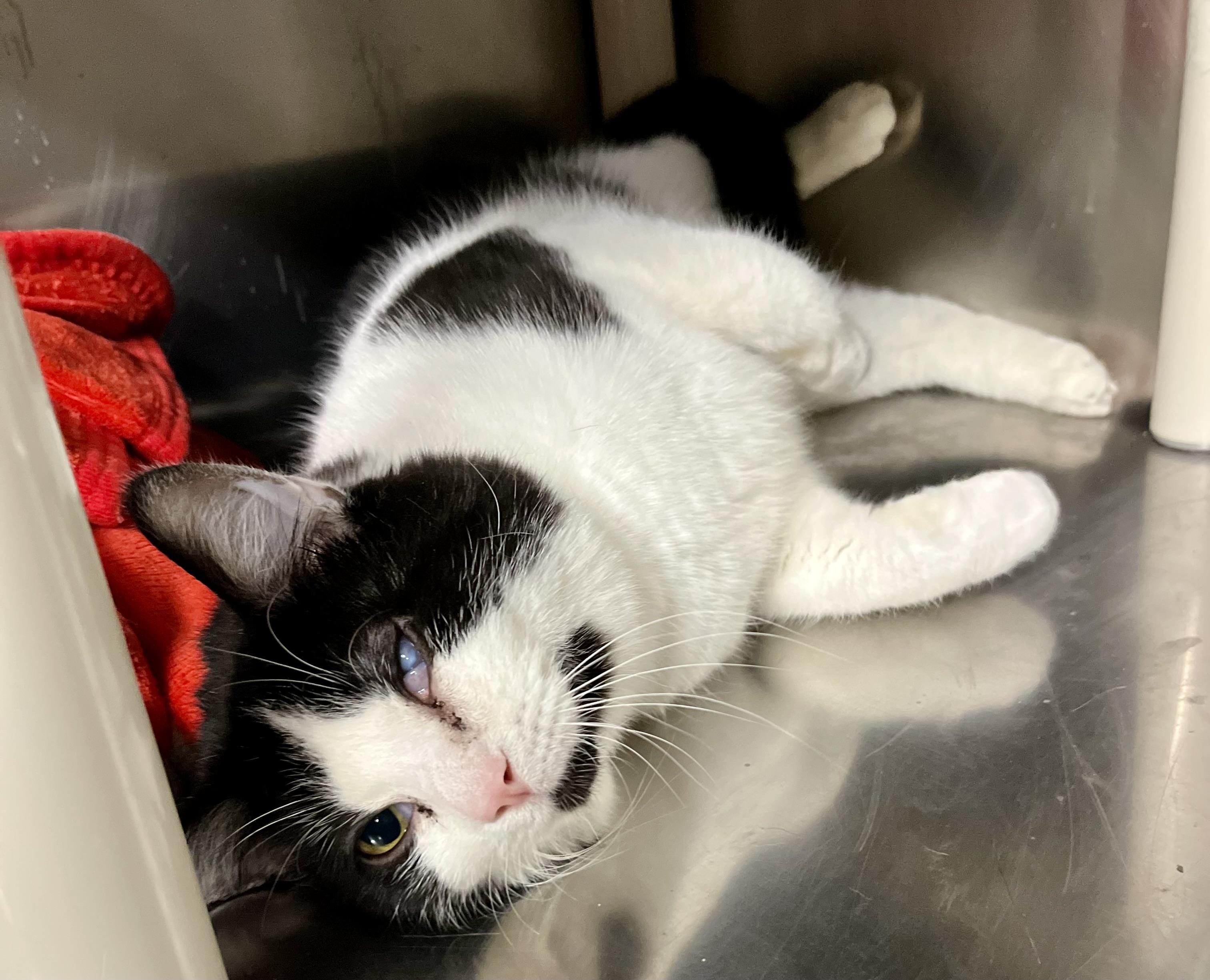 Georgie, an adoptable Domestic Short Hair in Seville, OH image 1/2