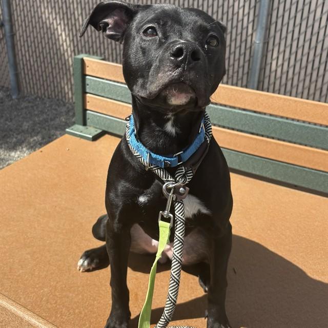PHOENIX, Adoptable, Young Female Pit Bull Terrier & Mixed Breed.
