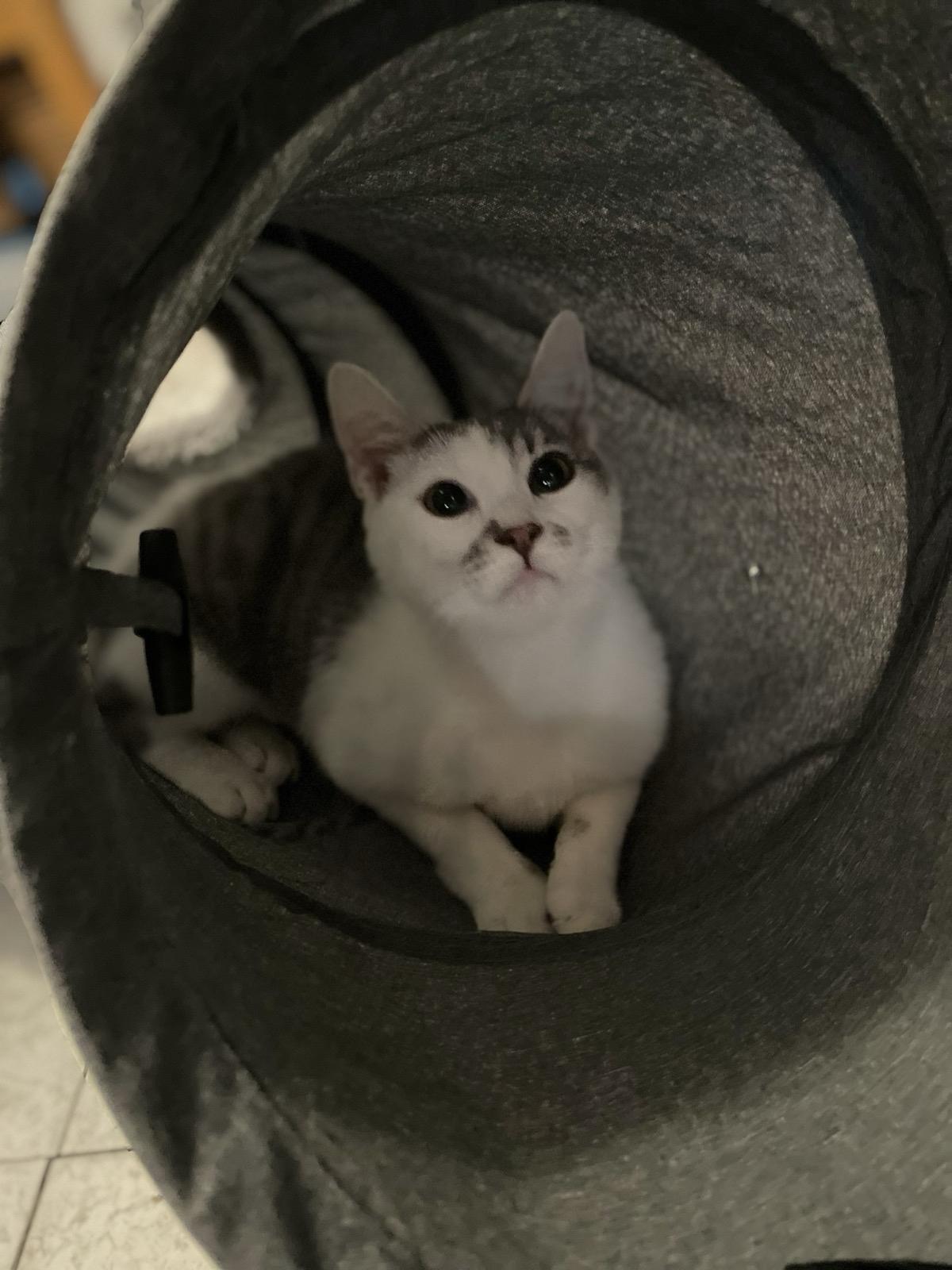 Chloe, Adoptable, Young Female Domestic Short Hair.