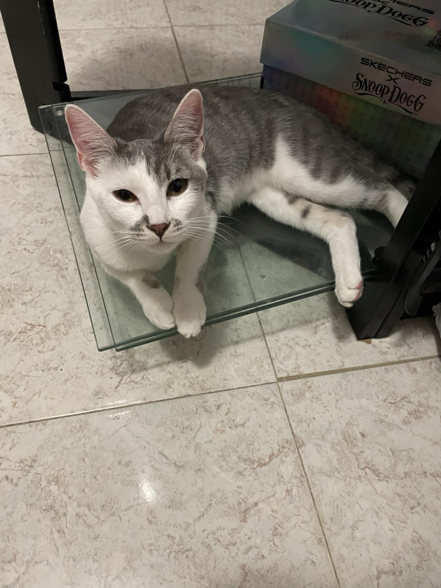 Enlarge Chloe, a Adoptable Domestic Short Hair in South Pasadena, CA image 2/2