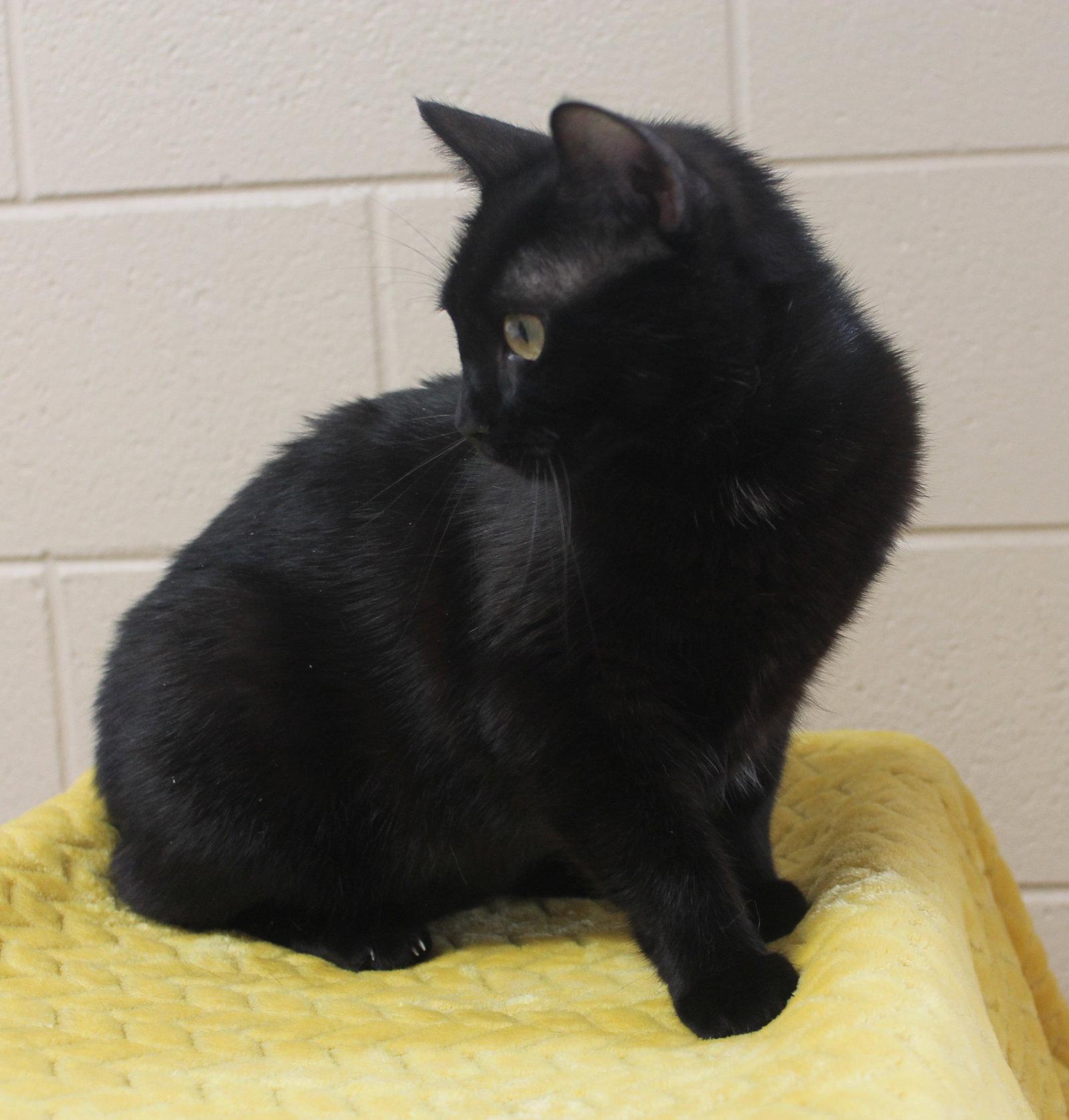 Ebony - 43463, a Adoptable Domestic Medium Hair in Prattville, AL image 1/3