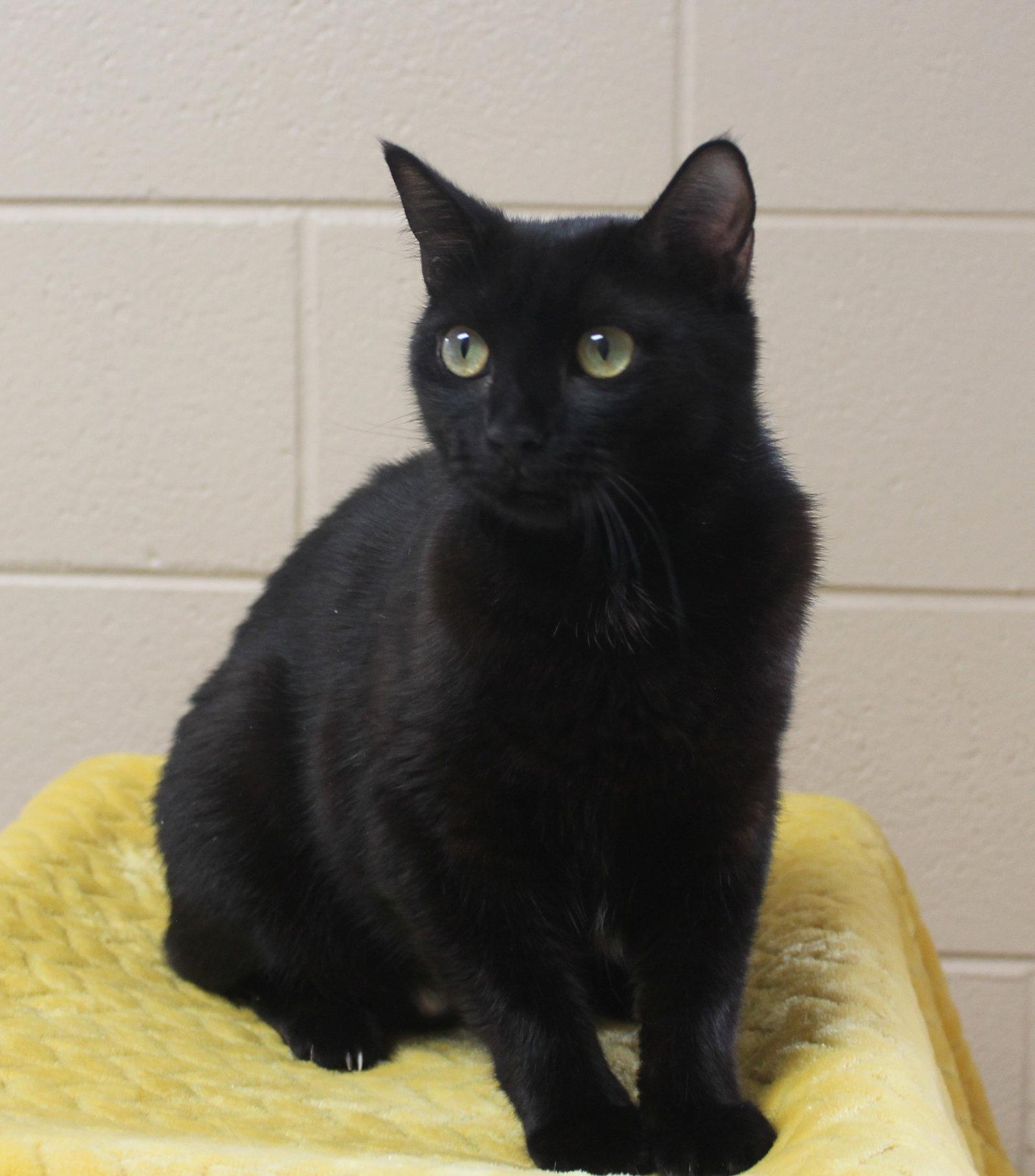Ebony - 43463, a Adoptable Domestic Medium Hair in Prattville, AL image 2/3
