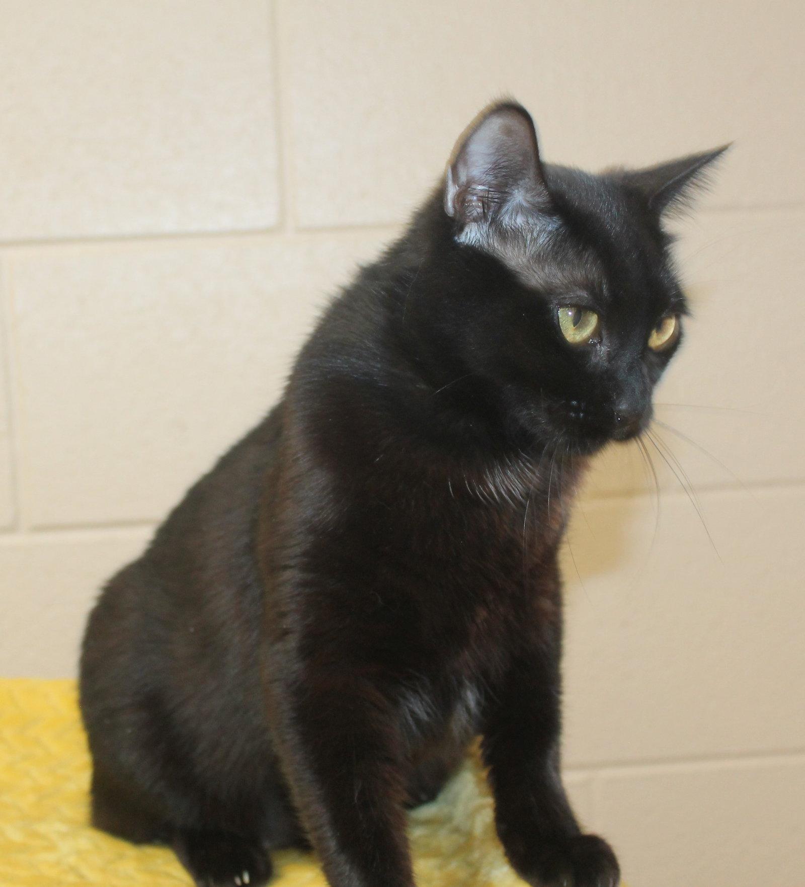 Ebony - 43463, a Adoptable Domestic Medium Hair in Prattville, AL image 3/3