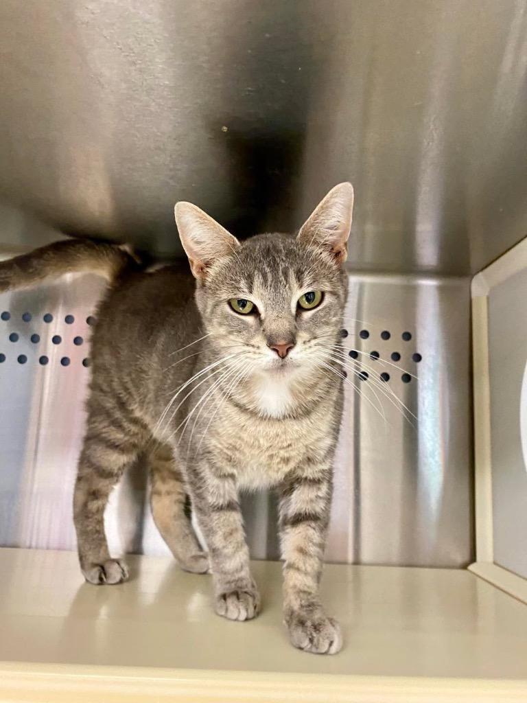 Silver, Adoptable, Adult Female Domestic Short Hair.