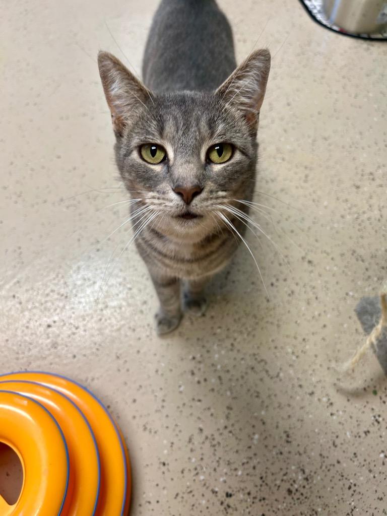 Enlarge Silver, a Adoptable mixed breed in West Union, OH image 3/4