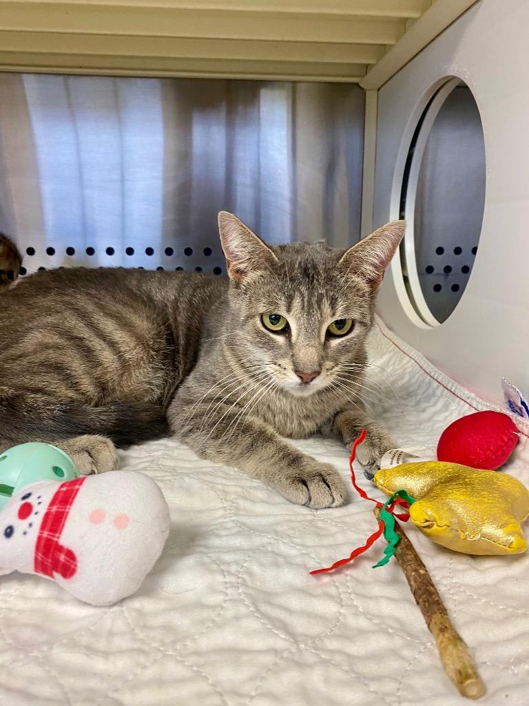 Enlarge Silver, a Adoptable mixed breed in West Union, OH image 4/4