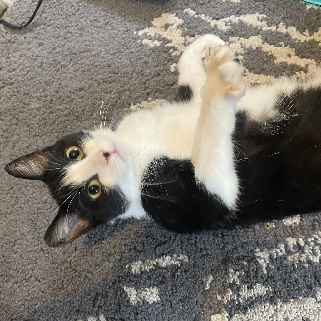 Jorgeson, Adoptable, Adult Male Domestic Short Hair.