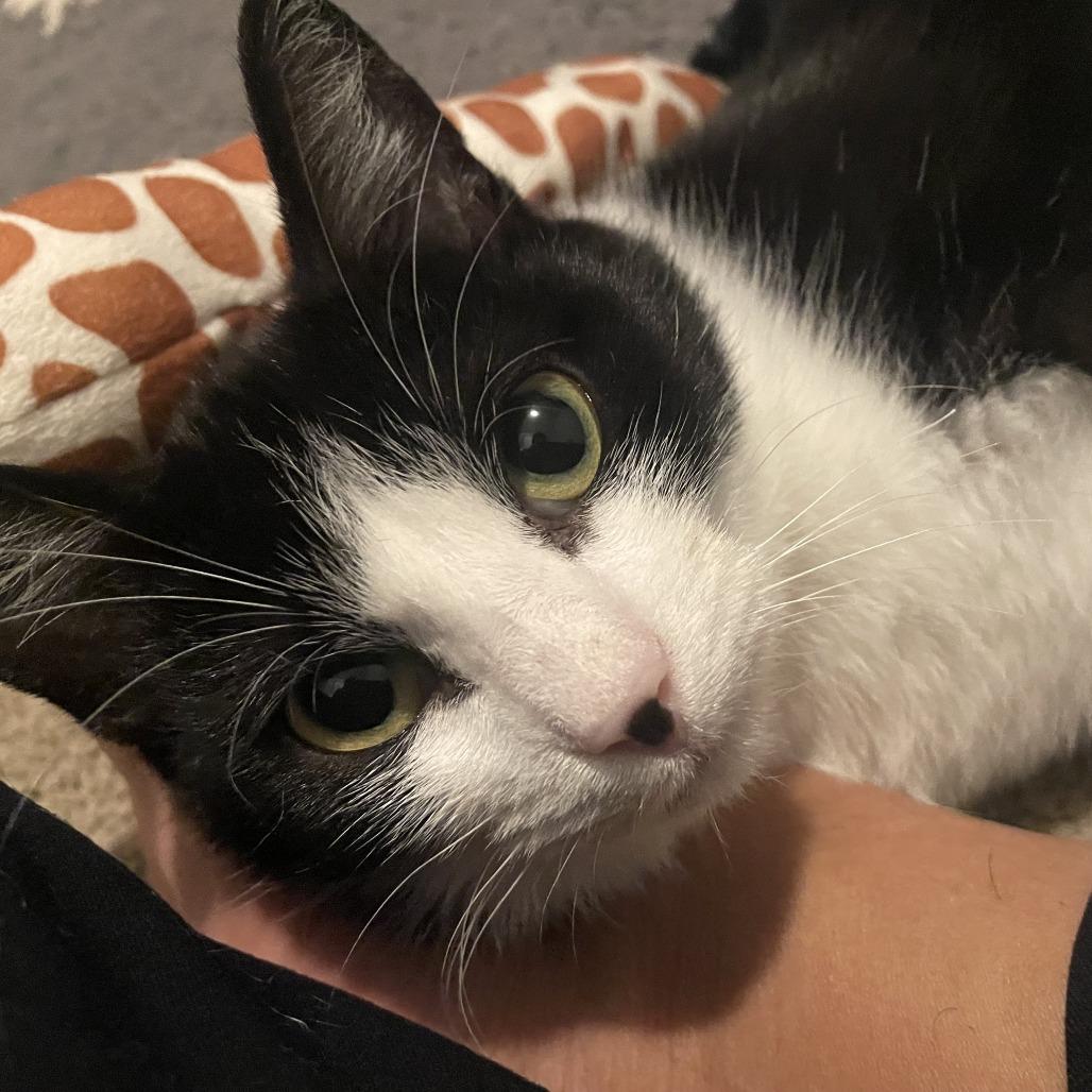 Jorgeson, a Adoptable Domestic Short Hair in St. Paul, MN image 2/6