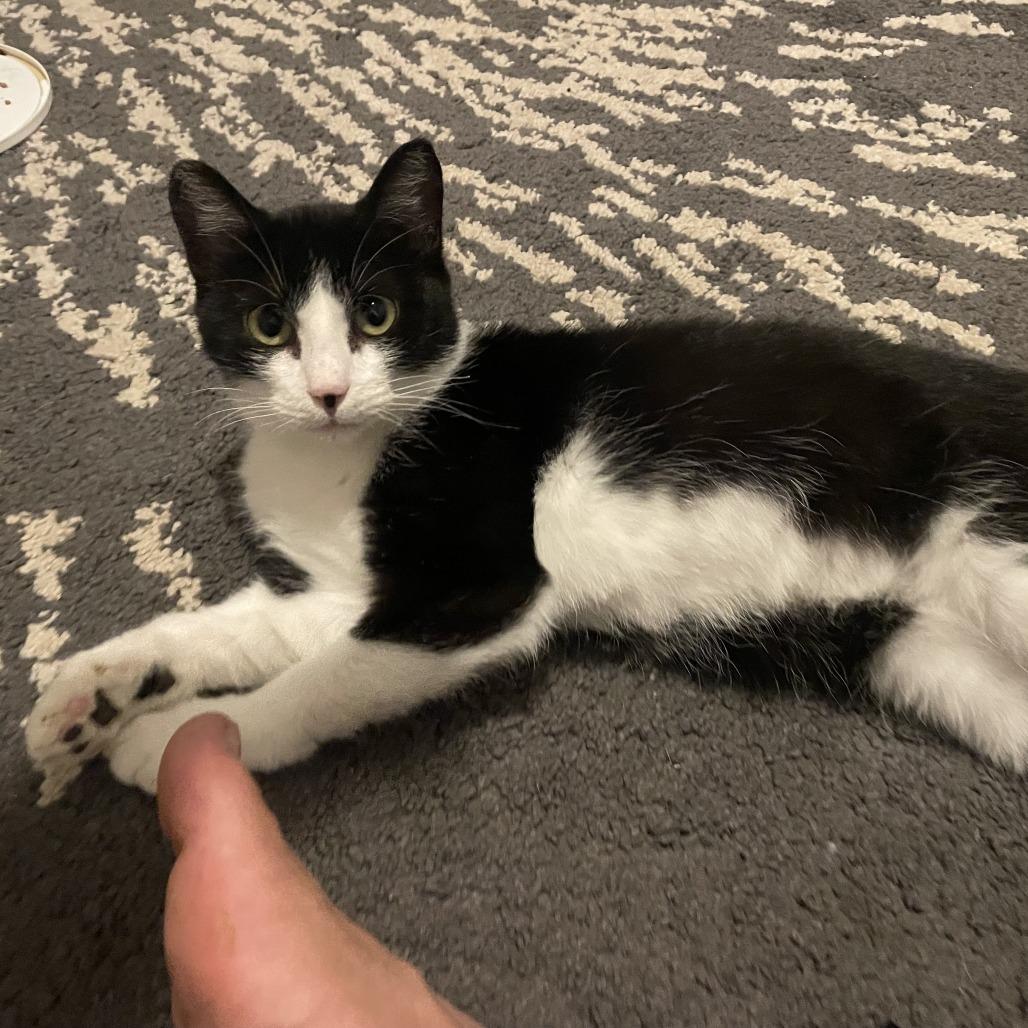 Jorgeson, a Adoptable Domestic Short Hair in St. Paul, MN image 4/6