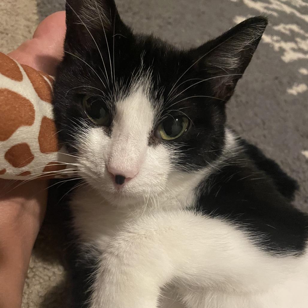 Jorgeson, a Adoptable Domestic Short Hair in St. Paul, MN image 5/6