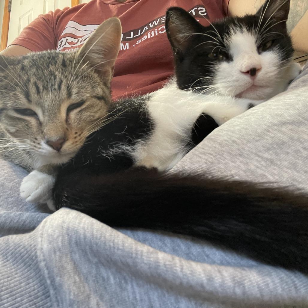 Jorgeson, a Adoptable Domestic Short Hair in St. Paul, MN image 6/6