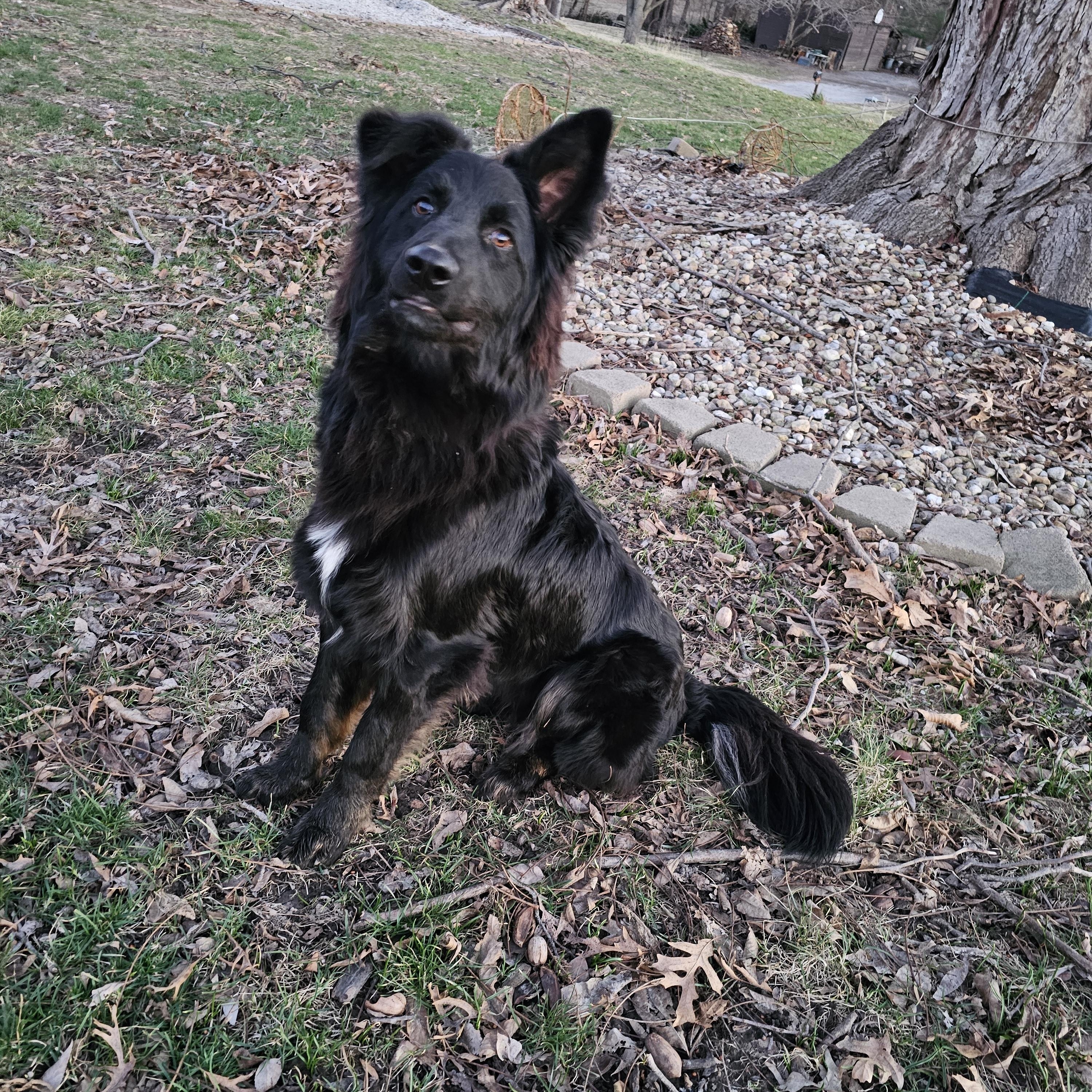 Vinnie, Adoptable, Adult Male Dutch Shepherd & German Shepherd Dog.