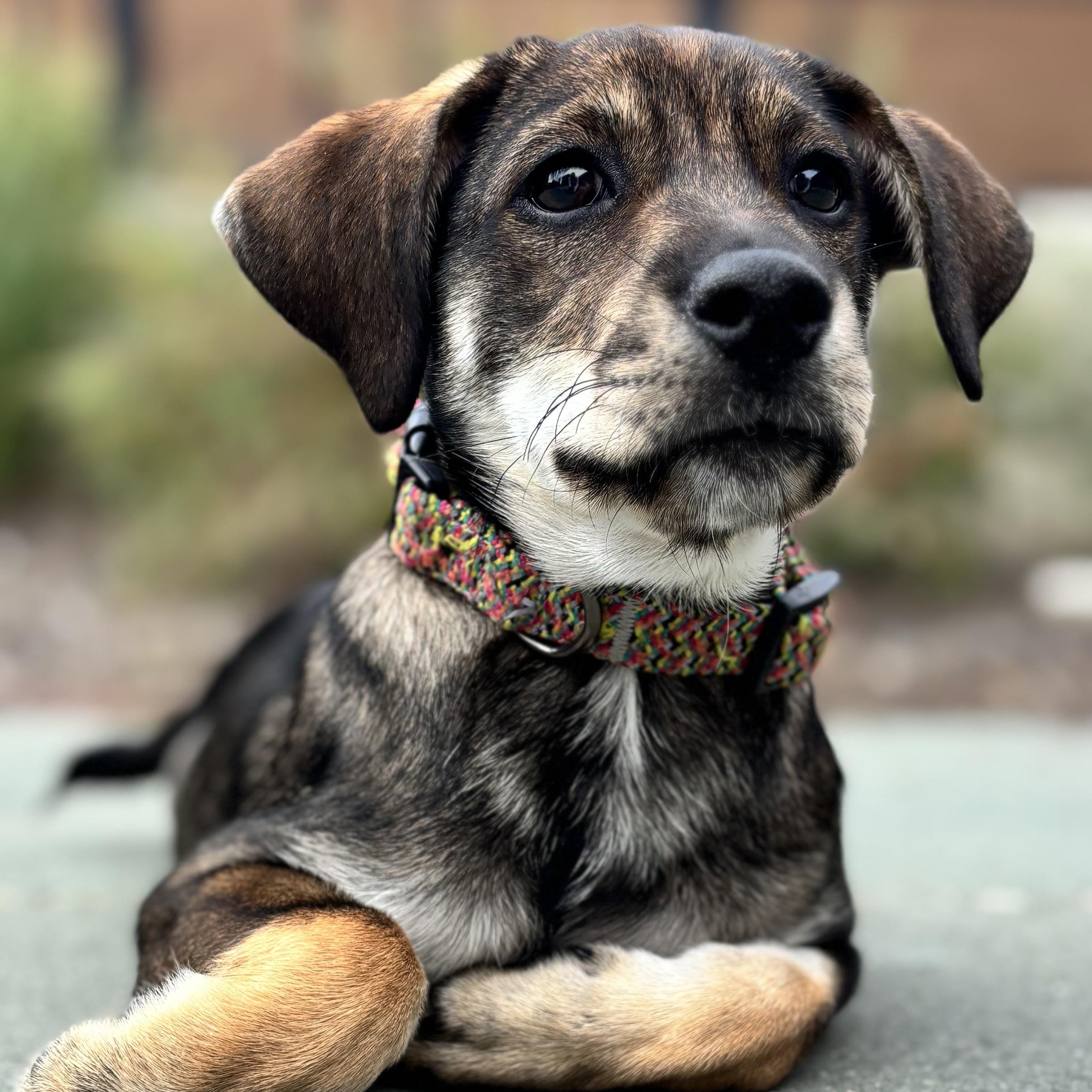 Enlarge Five, a Adoptable Hound in Richmond, VA image 3/6