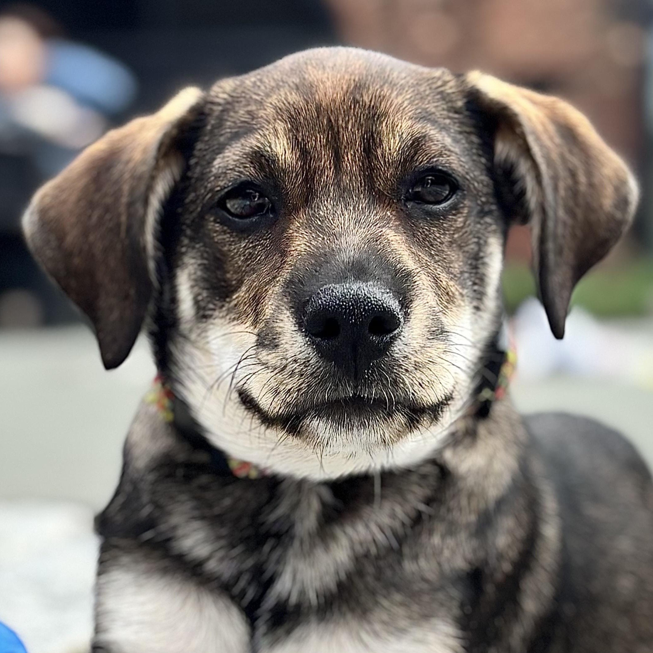 Five, Adoptable, Puppy Female Hound.