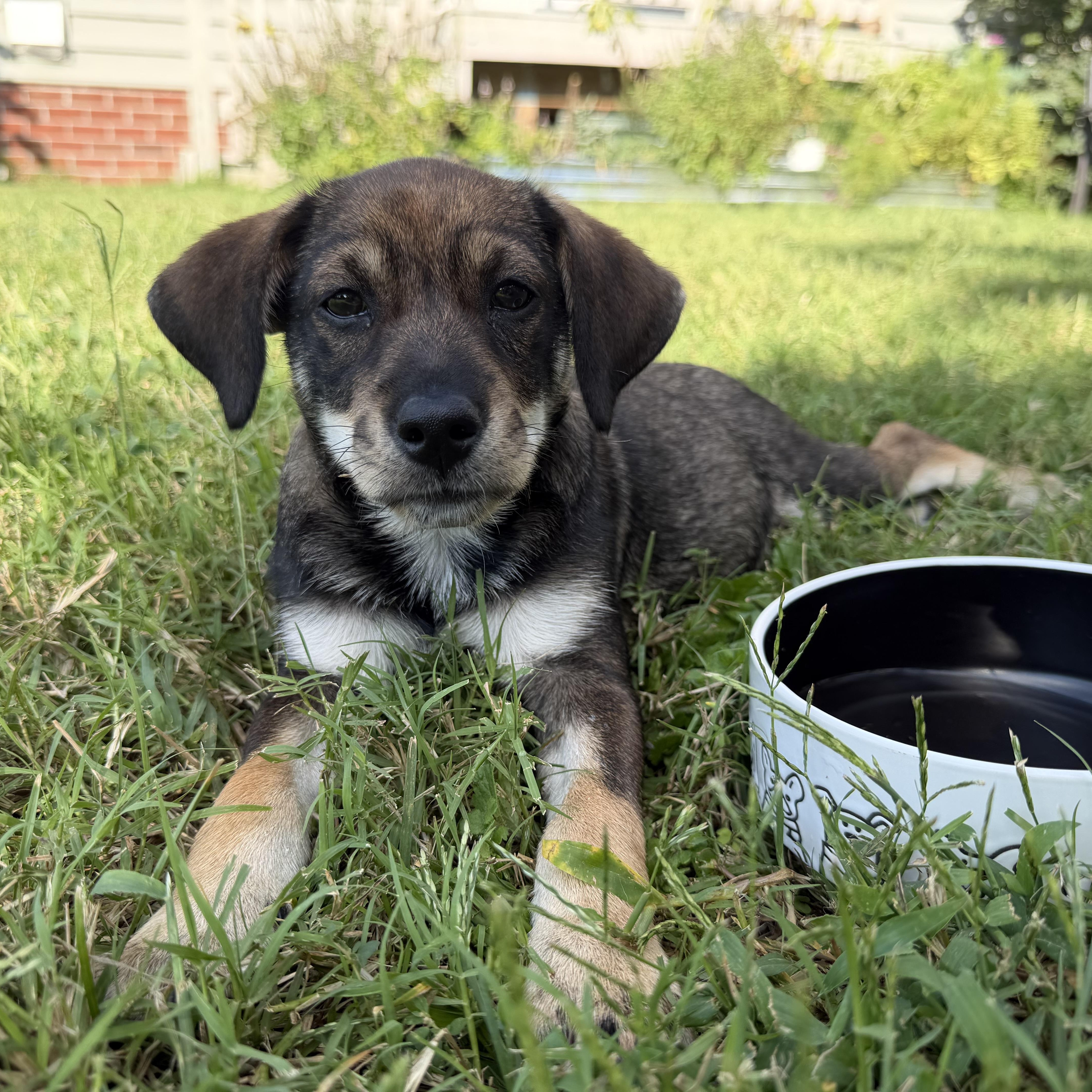 Enlarge Five, a Adoptable Hound in Richmond, VA image 6/6